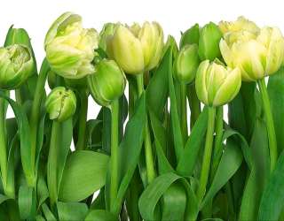 Фотообои Тюльпаны 19719