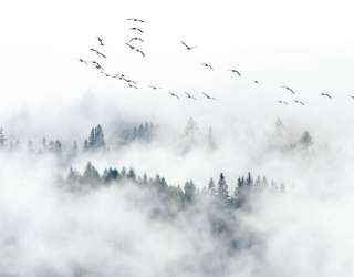 Фотошпалери Туманний ліс з птахами 28952