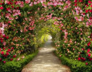 Фотошпалери Арка з квітів 22270