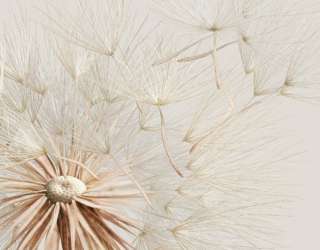 Фотошпалери Кульбаба 19712