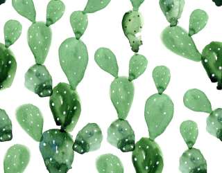 Фотообои Кактусы 22958