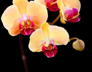 Фотообои Кремово-бежевые орхидеи 6485