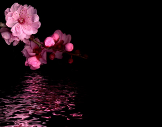 Фотообои Розовые цветы персика 5703