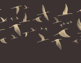 Фотошпалери птиці 24234_2