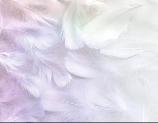 Фотообои Белые перья с розовым 25584