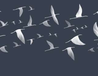 Фотошпалери птиці 24235