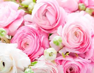 Фотошпалери Букет рожевих півоній 12014