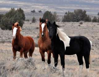 Фотошпалери Три коні 0459