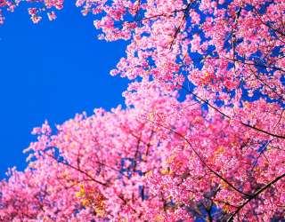 Фотошпалери Сакура цвіте 11904