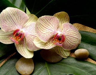Фотообои Полосчатые орхидеи 5027