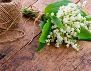 Фотошпалери Букет конвалій 11953