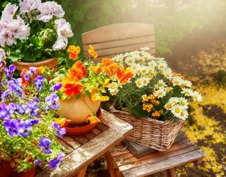 Фотошпалери Ромашки 13362