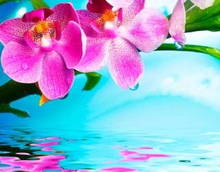 Фотошпалери Орхідея 12935