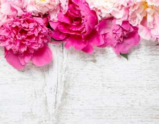 Фотошпалери Півонії 12745