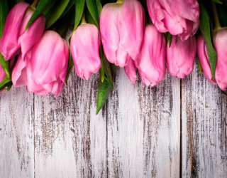 Фотошпалери Тюльпани 13036