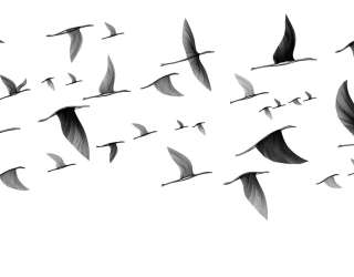 Фотошпалери птиці 24234_1