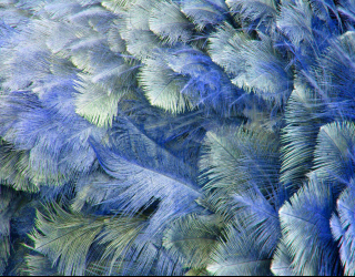 Фотообои Синие перья 25493