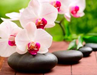 Фотообои Орхидеи бело-малиновые 8276