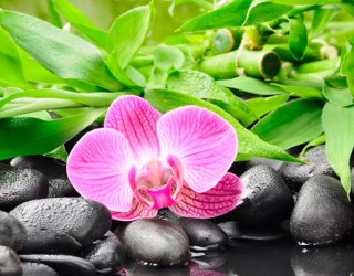 Фотообои Орхидея на камнях 4608