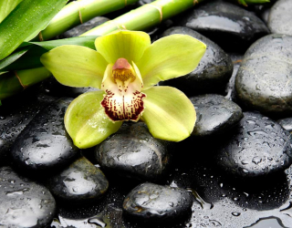 Фотообои Зеленая орхидея, камни 10233