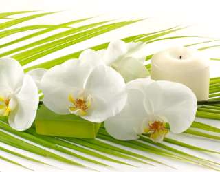 Фотошпалери Біла орхідея 12918