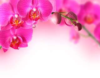 Фотошпалери Гілочка рожевих орхідей 11988
