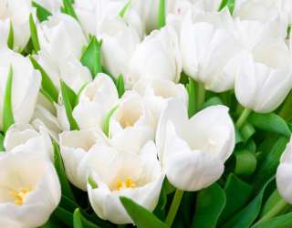 Фотошпалери Тюльпани білосніжні 12082